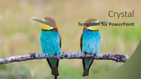  Presentation with birds - Amazing presentation design having beautiful-colorful-birds-perched backdrop and a coral colored foreground