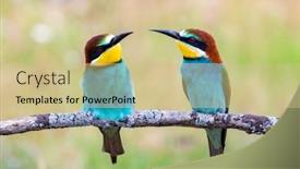  Presentation with birds - Beautiful slide set featuring beautiful-colorful-birds-perched backdrop and a soft green colored foreground