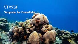  Presentation with tropical reef fish - Audience pleasing presentation theme consisting of beautiful-colorful-coral-reef backdrop and a teal colored foreground
