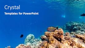  Presentation with tropical reef fish - Audience pleasing theme consisting of beautiful-colorful-coral-reef backdrop and a dark gray colored foreground