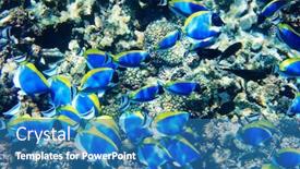  Presentation with tropical reef fish - Colorful presentation theme enhanced with beautiful-colorful-coral-reef backdrop and a teal colored foreground