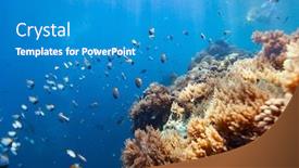  Presentation with tropical reef fish - Audience pleasing PPT theme consisting of beautiful-colorful-coral-reef backdrop and a teal colored foreground