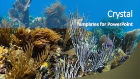  Presentation with caribbean - PPT layouts enhanced with beautiful colorful coral reef in caribbean background and a teal colored foreground
