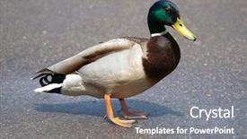  Presentation with duck hunting - Audience pleasing PPT layouts consisting of beautiful colorful duck backdrop and a gray colored foreground