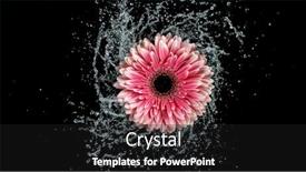  Presentation with gerbera daisy - Theme with beautiful-colorful-gerbera-daisy-rotation background and a dark gray colored foreground