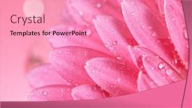  Presentation with gerbera daisy - Colorful PPT layouts enhanced with beautiful-colorful-gerbera-daisy backdrop and a coral colored foreground