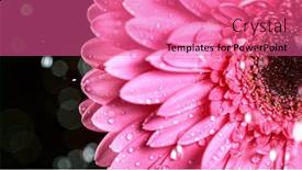 Presentation with gerbera daisy - Slides having beautiful-colorful-gerbera-daisy background and a coral colored foreground