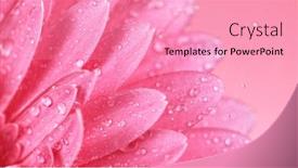  Presentation with gerbera daisy - Audience pleasing slide deck consisting of beautiful-colorful-gerbera-daisy backdrop and a coral colored foreground