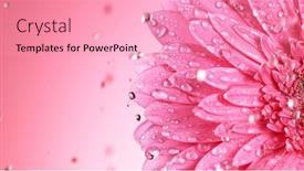  Presentation with gerbera daisy - PPT theme featuring beautiful-colorful-gerbera-daisy background and a lemonade colored foreground