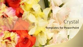  Presentation with colorful - Amazing presentation having beautiful-colorful-gladioli-close-up backdrop and a blonde colored foreground