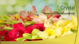  Presentation with colorful green corn field - Slide set featuring beautiful colorful gladiolus on green background and a mint green colored foreground