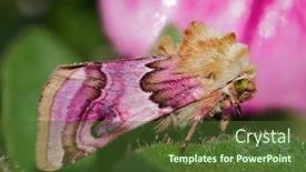  Presentation with beautiful green - PPT theme featuring beautiful-colorful-moth-sitting background and a tawny brown colored foreground