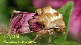  Presentation with moth - Cool new presentation with beautiful-colorful-moth-sitting backdrop and a tawny brown colored foreground
