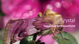  Presentation with moth - Amazing PPT theme having beautiful-colorful-moth-sitting backdrop and a violet colored foreground