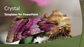  Presentation with moth - Slide set having beautiful-colorful-moth-sitting background and a coral colored foreground