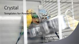  Presentation with cage - Amazing PPT layouts having beautiful colorful parakeets in cage backdrop and a light gray colored foreground