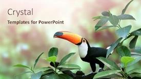  Presentation with green color - Slides having beautiful-colorful-toucan-bird-ramphastidae background and a cream colored foreground