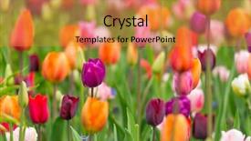  Presentation with forest beautiful spring nature - Colorful PPT theme enhanced with beautiful colorful tulips spring background backdrop and a gold colored foreground