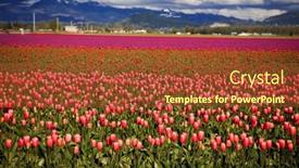  Presentation with tulip - 