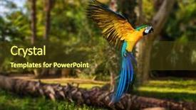  Presentation with parrot - Audience pleasing presentation theme consisting of beautiful colourful parrot over tropical backdrop and a tawny brown colored foreground