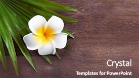  Presentation with palm leaves - Beautiful PPT theme featuring beautiful composition of frangipani flower backdrop and a tawny brown colored foreground