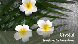  Presentation with palm leaves - Amazing PPT theme having beautiful composition of frangipani flower backdrop and a dark gray colored foreground