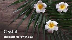  Presentation with palm leaves - Colorful slide deck enhanced with beautiful composition of frangipani flower backdrop and a dark gray colored foreground