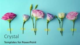  Presentation with turquoise - 