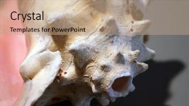  Presentation with mexico cancun - Audience pleasing PPT theme consisting of beautiful conch snail shell directly from cancun mexico sits on a gray background with great shadows from keylight above backdrop and a coral colored foreground