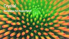  Presentation with fibonacci - Theme featuring beautiful coneflower showing fibonacci background and a shamrock green colored foreground