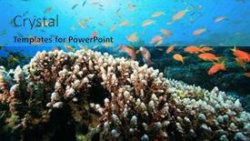  Presentation with coral reef - Beautiful presentation theme featuring beautiful-coral-reef-and-colorful backdrop and a cyan colored foreground