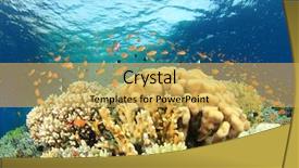  Presentation with tropical reef fish - Cool new presentation theme with beautiful-coral-reef-and-tropical backdrop and a yellow colored foreground