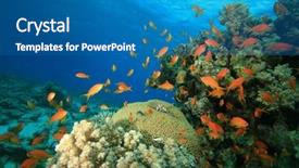  Presentation with tropical reef fish - Cool new PPT theme with beautiful coral reef covered in a variety of tropical fish backdrop and a teal colored foreground