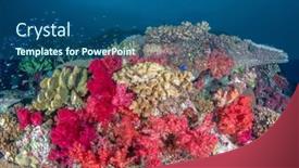  Presentation with under water life - Presentation theme featuring beautiful-coral-reef-in-fiji background and a ocean colored foreground