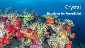  Presentation with under water life - PPT theme enhanced with beautiful-coral-reef-in-fiji background and a teal colored foreground