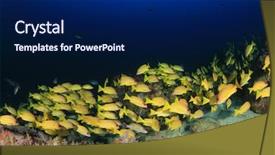  Presentation with tropical reef fish - Audience pleasing PPT theme consisting of beautiful-coral-reef-with-tropical backdrop and a navy blue colored foreground