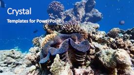 Presentation with coral reef - Cool new PPT layouts with beautiful coral reef and a giant blue clam underwater at maldives backdrop and a teal colored foreground