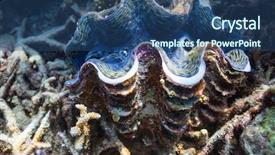  Presentation with clam - Audience pleasing presentation consisting of a giant blue clam backdrop and a ocean colored foreground