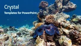  Presentation with clam - Slide deck consisting of a giant blue clam background and a ocean colored foreground