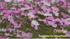  Presentation with cosmos - Theme enhanced with beautiful-cosmos-flower-garden-farm background and a tawny brown colored foreground