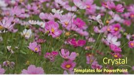  Presentation with cosmos - Slide deck consisting of beautiful-cosmos-flower-garden-farm background and a tawny brown colored foreground