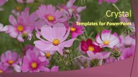  Presentation with cosmos - Amazing slide set having beautiful-cosmos-flower-garden-farm backdrop and a tawny brown colored foreground