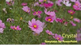  Presentation with cosmos - Presentation consisting of beautiful-cosmos-flower-garden-farm background and a tawny brown colored foreground