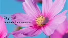  Presentation with cosmos - Cool new presentation theme with beautiful cosmos flowers on sky background backdrop and a lavender colored foreground