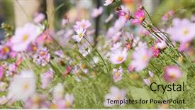  Presentation with cosmos - Slide deck consisting of beautiful cosmos flowers background and a yellow colored foreground