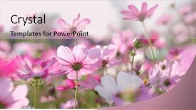 Presentation with cosmos - PPT theme having beautiful cosmos flowers background and a lemonade colored foreground