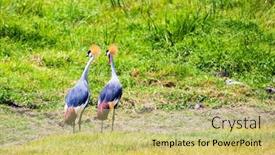  Presentation with savannah - PPT theme consisting of beautiful-couple-of-crowned-crane background and a yellow colored foreground