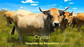  Presentation with cow - Presentation theme with beautiful-cow-in-meadow-aubrac background and a tawny brown colored foreground