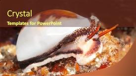  Presentation with mollusk - Slide deck featuring beautiful-cowry-snail-a-mollusk background and a tawny brown colored foreground
