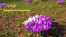  Presentation with norway - Theme featuring beautiful-crocus-flowers-blooming background and a tawny brown colored foreground